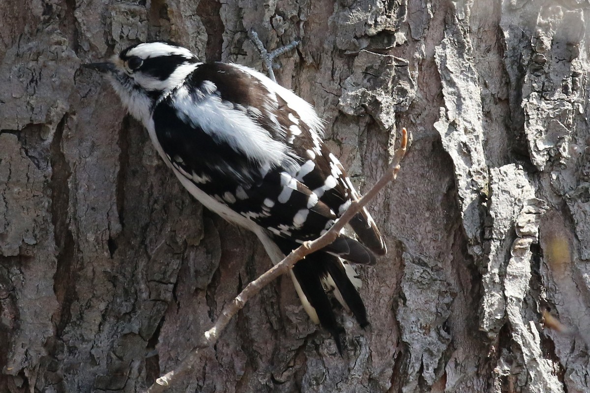 Downy Woodpecker - ML92174711