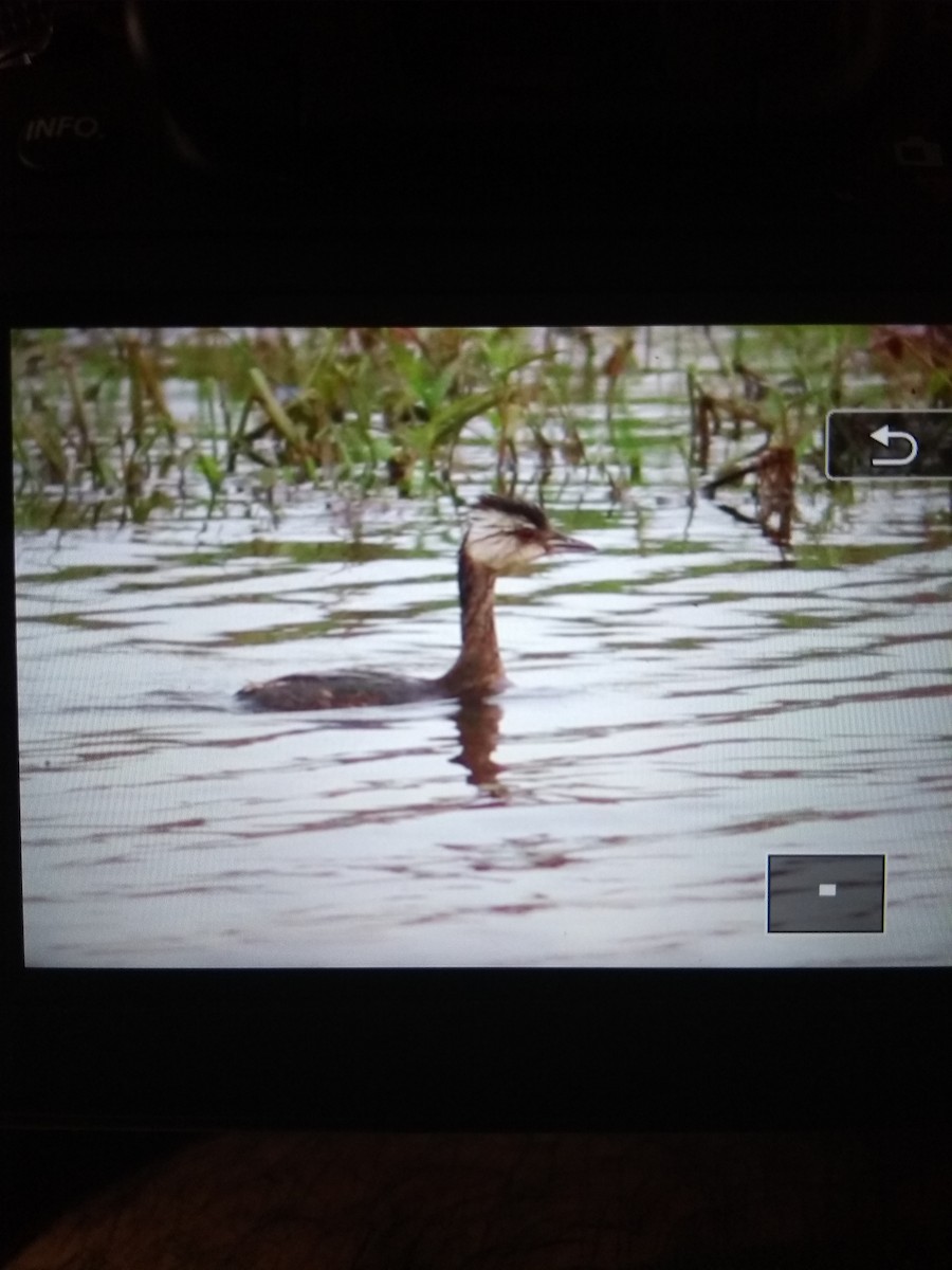 White-tufted Grebe - ML92175231