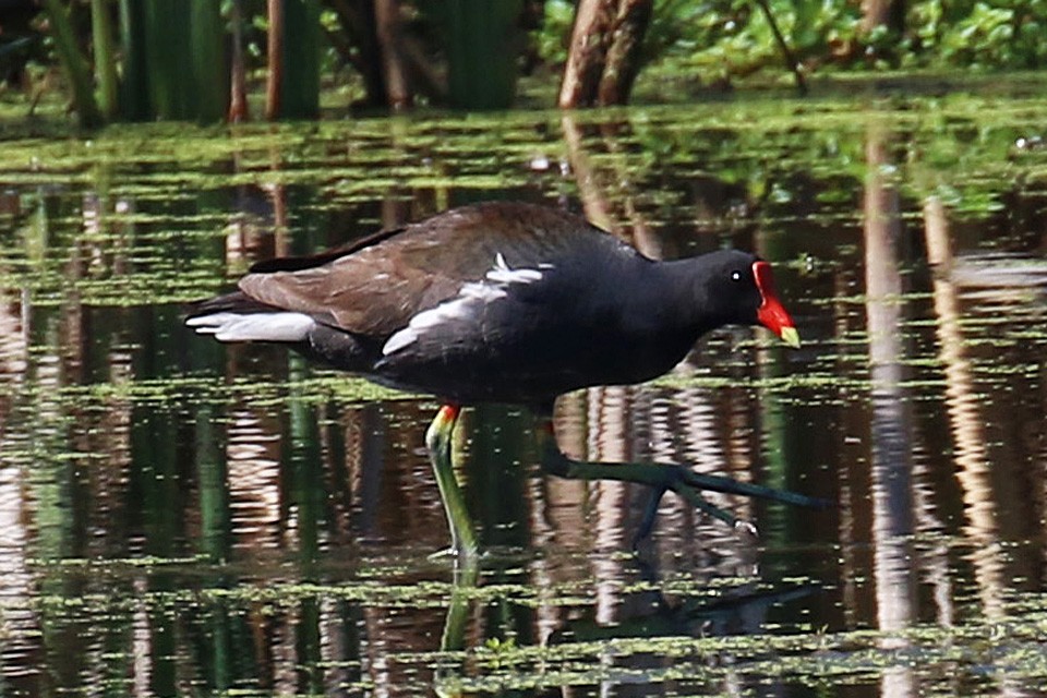 Gallinule d'Amérique - ML92175331