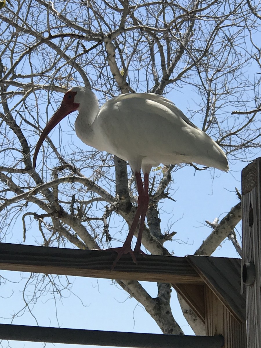 ibis bílý - ML92176151
