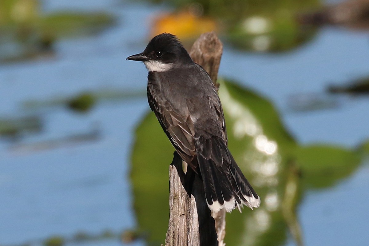 Eastern Kingbird - ML92176211