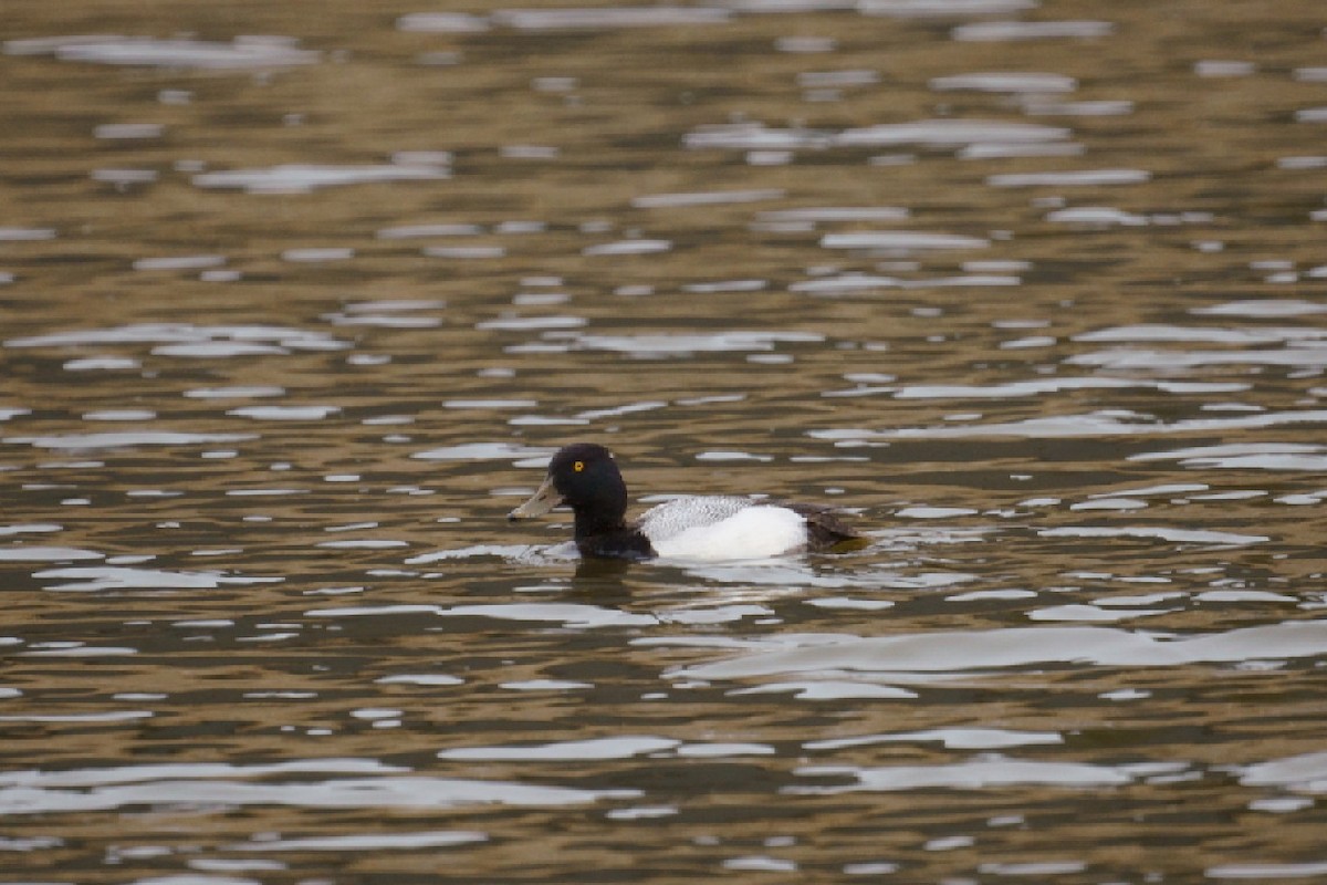 Greater Scaup - Bob Athey