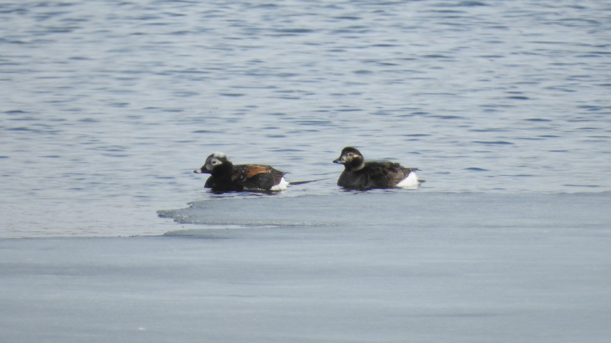 Long-tailed Duck - ML92179511