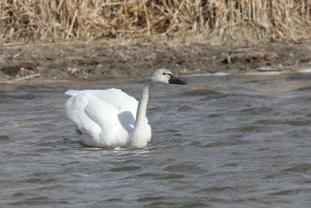 Tundra Swan - ML92180441