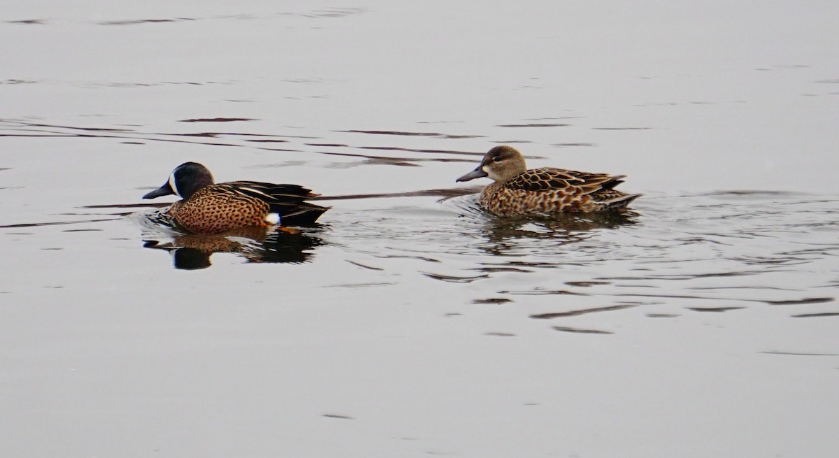 Blue-winged Teal - ML92181171
