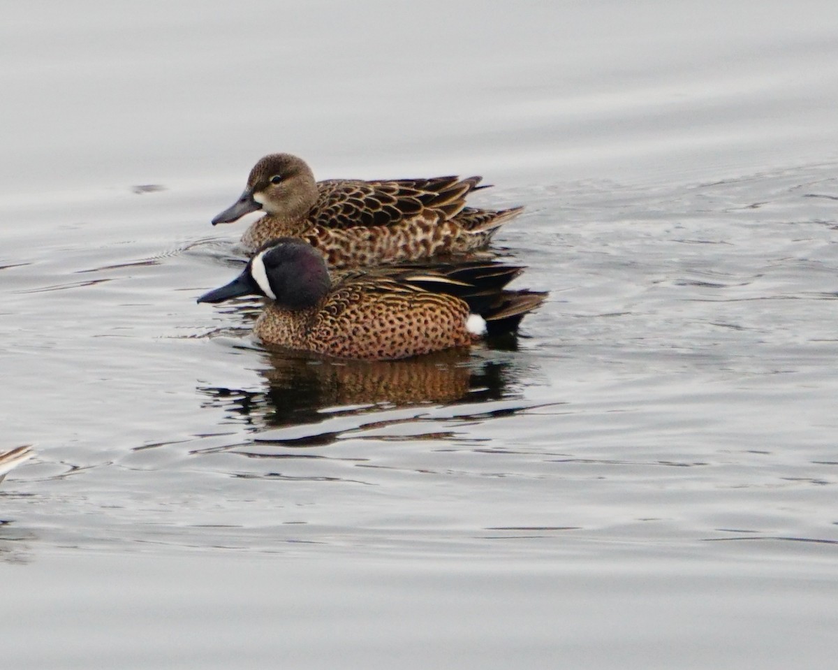 Blue-winged Teal - ML92181211