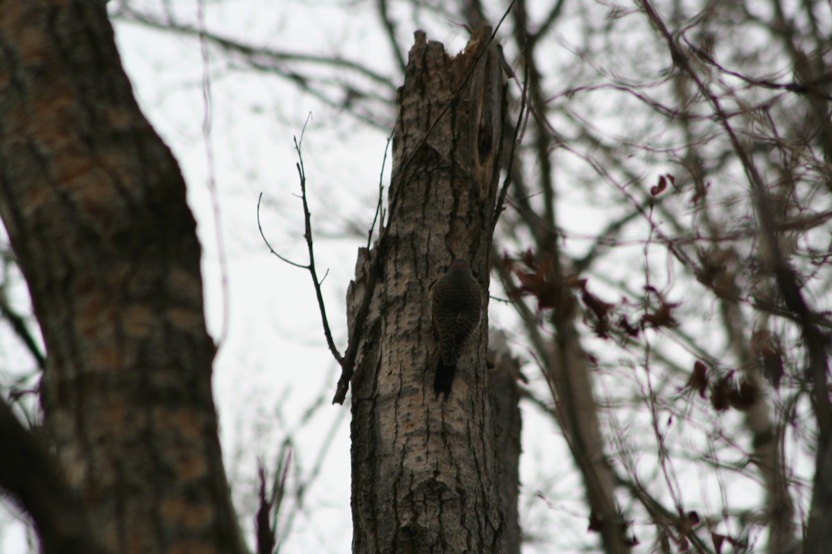 Northern Flicker - ML92182511