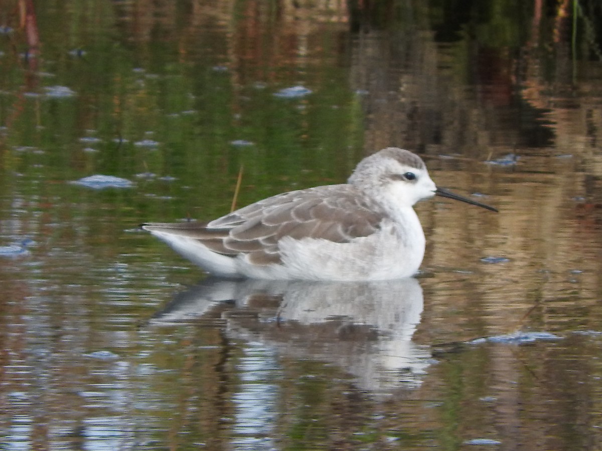 Wilson's Phalarope - ML92183111