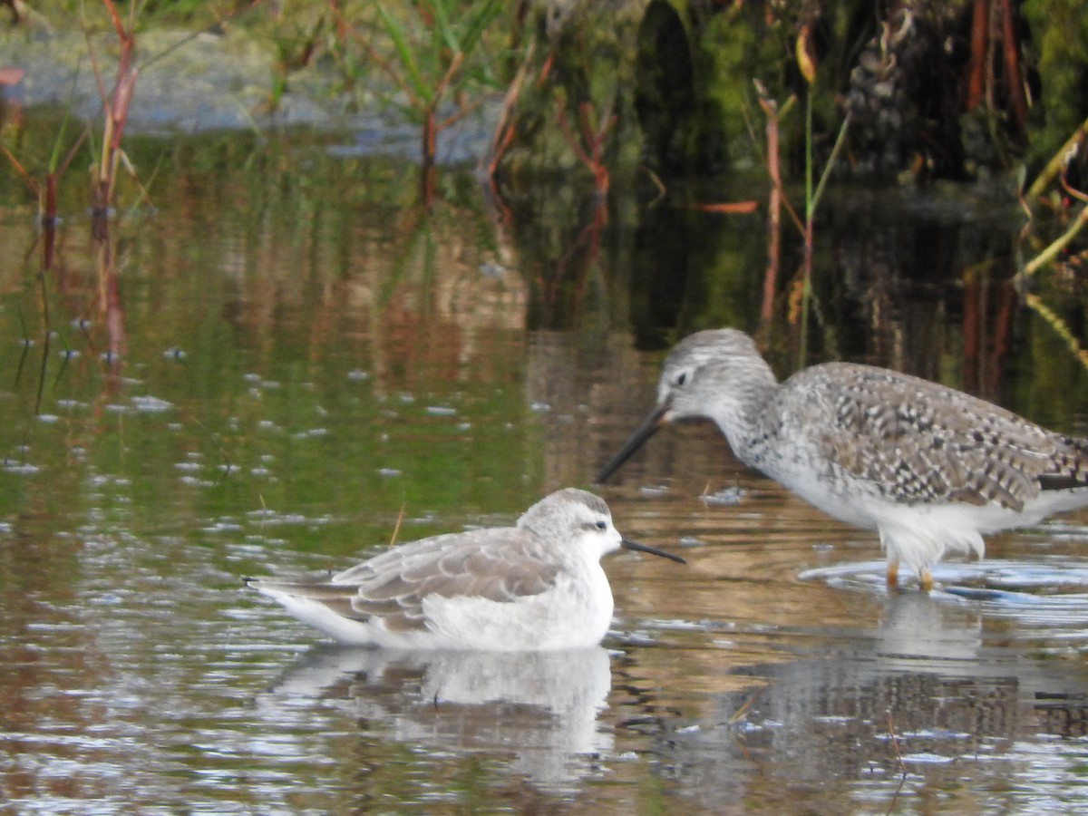 Wilson's Phalarope - ML92183201