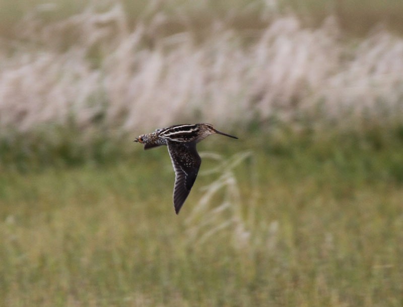 Wilson's Snipe - ML92184041