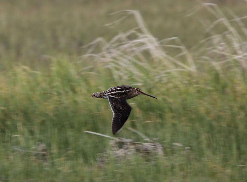 Wilson's Snipe - ML92184051