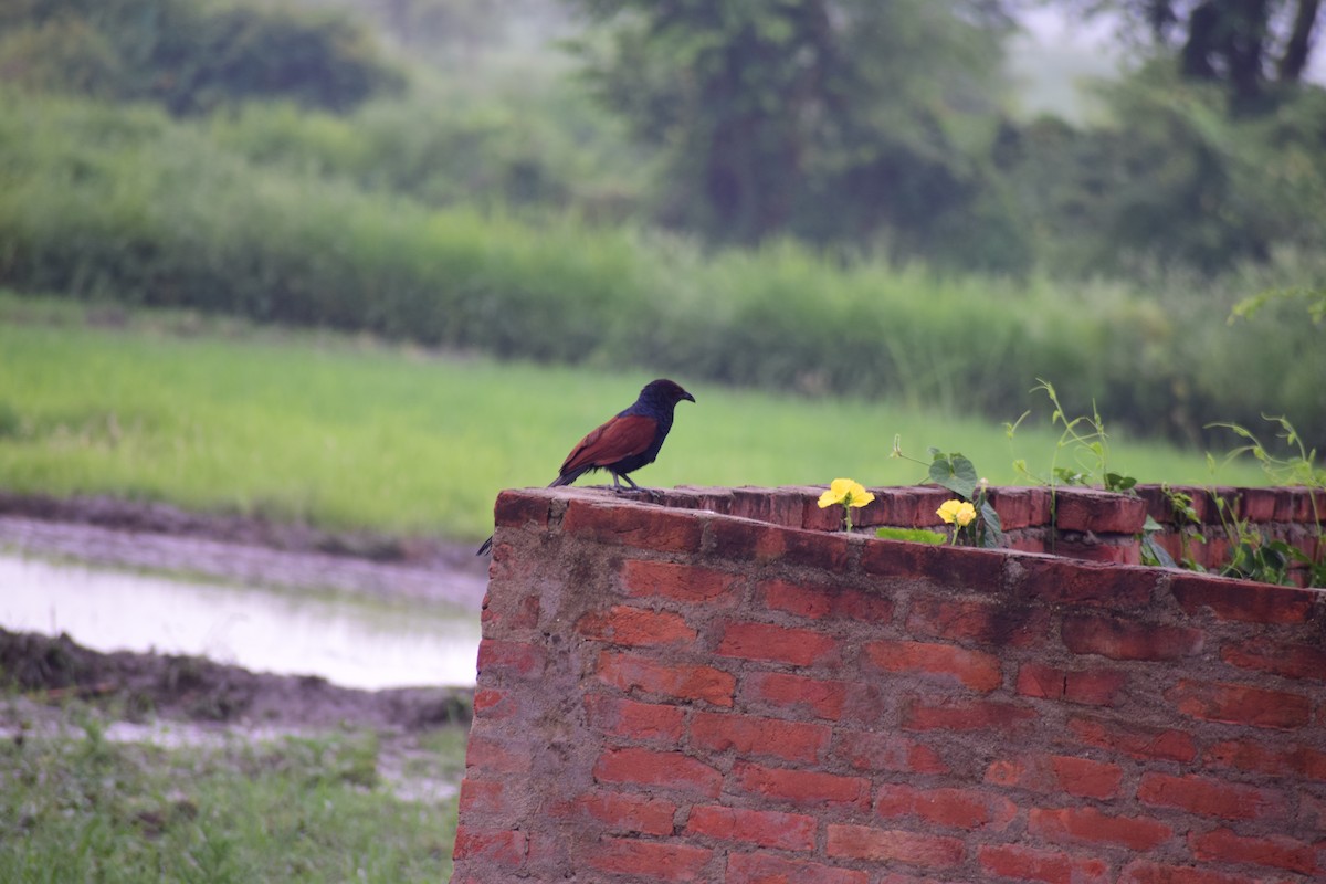 storsporegjøk - ML92184841