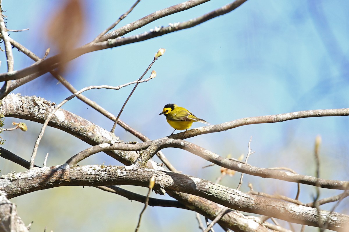 Hooded Warbler - ML92184891