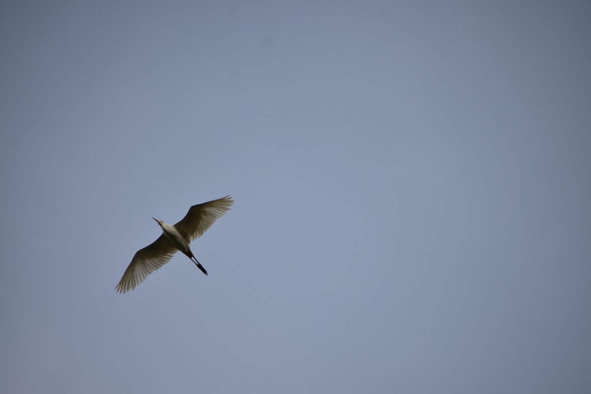 silkehegre - ML92185001