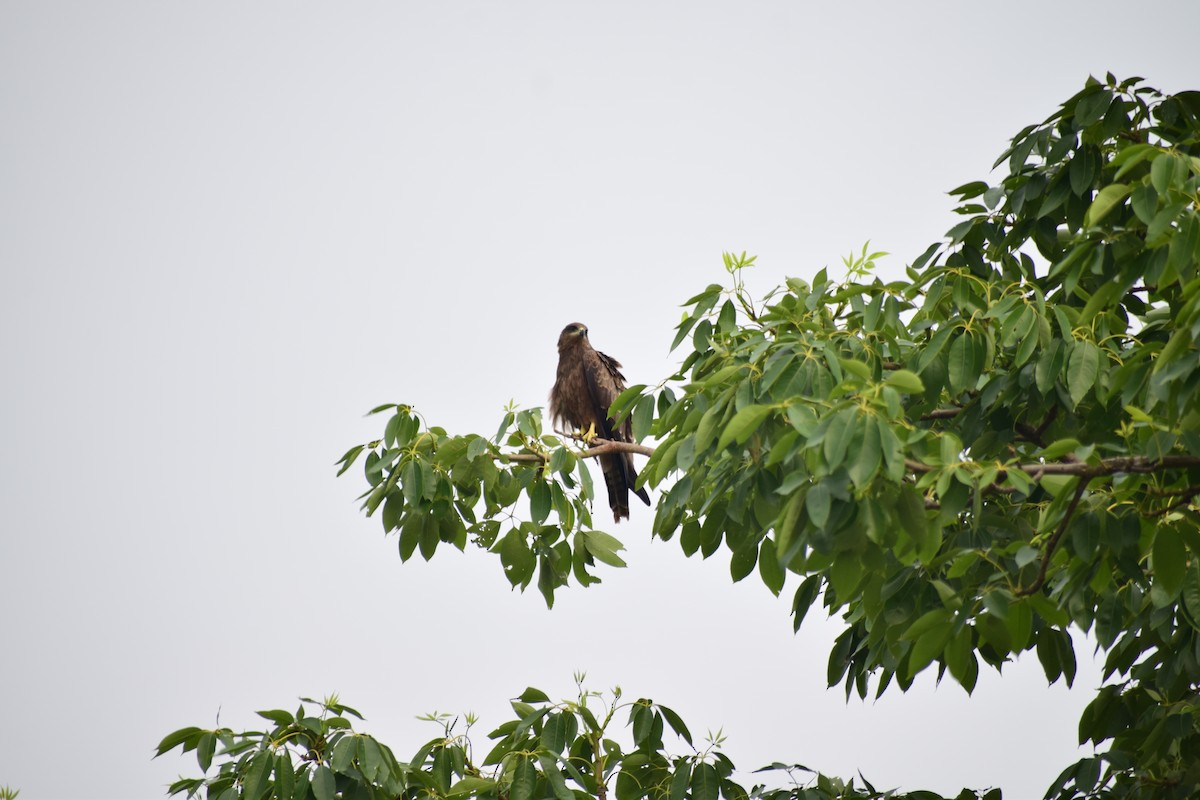 svartglente - ML92185111