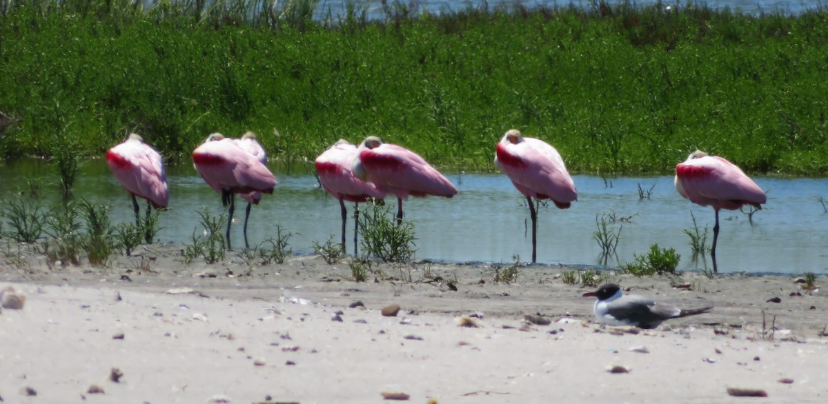 Roseate Spoonbill - ML92185541