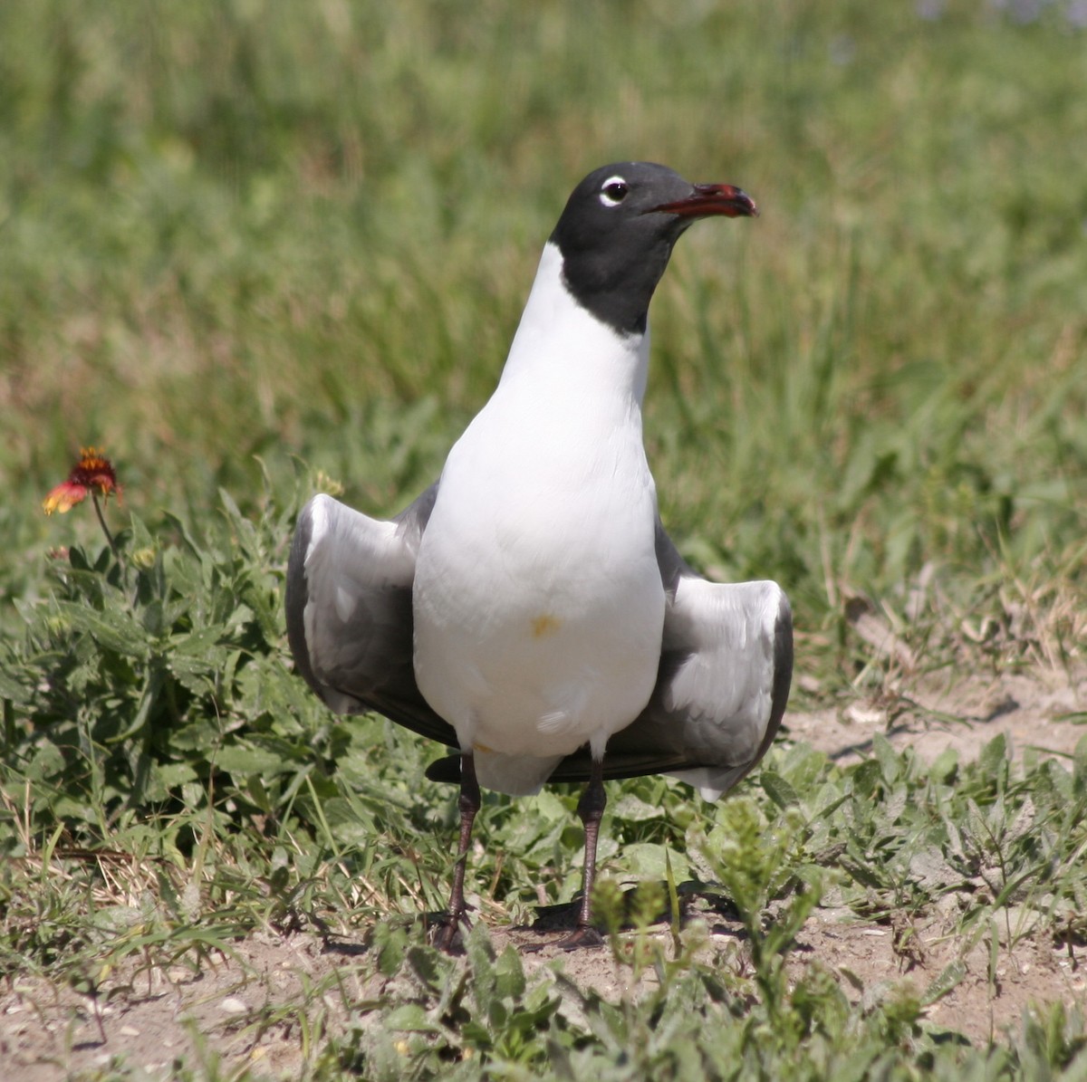 Laughing Gull - ML92186501