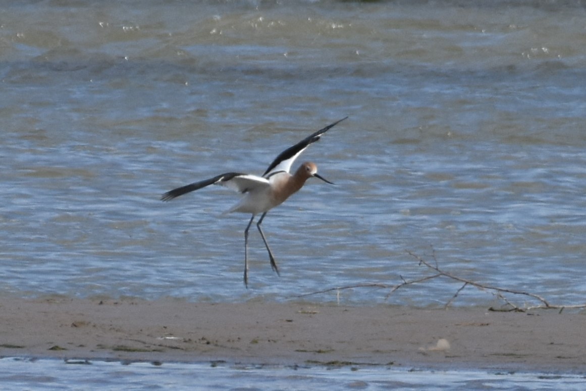 American Avocet - ML92187281