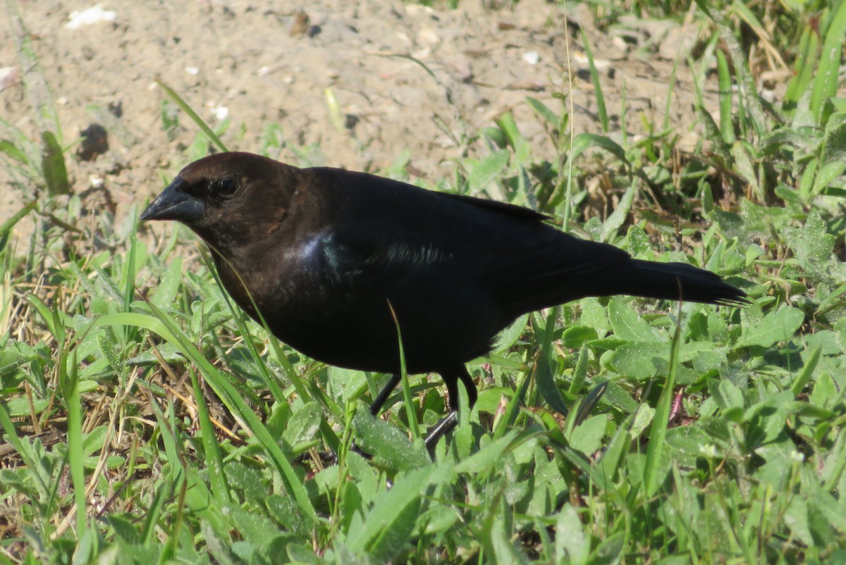 Brown-headed Cowbird - ML92187331