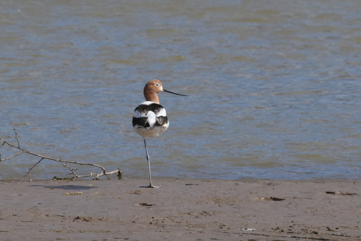 American Avocet - ML92187631