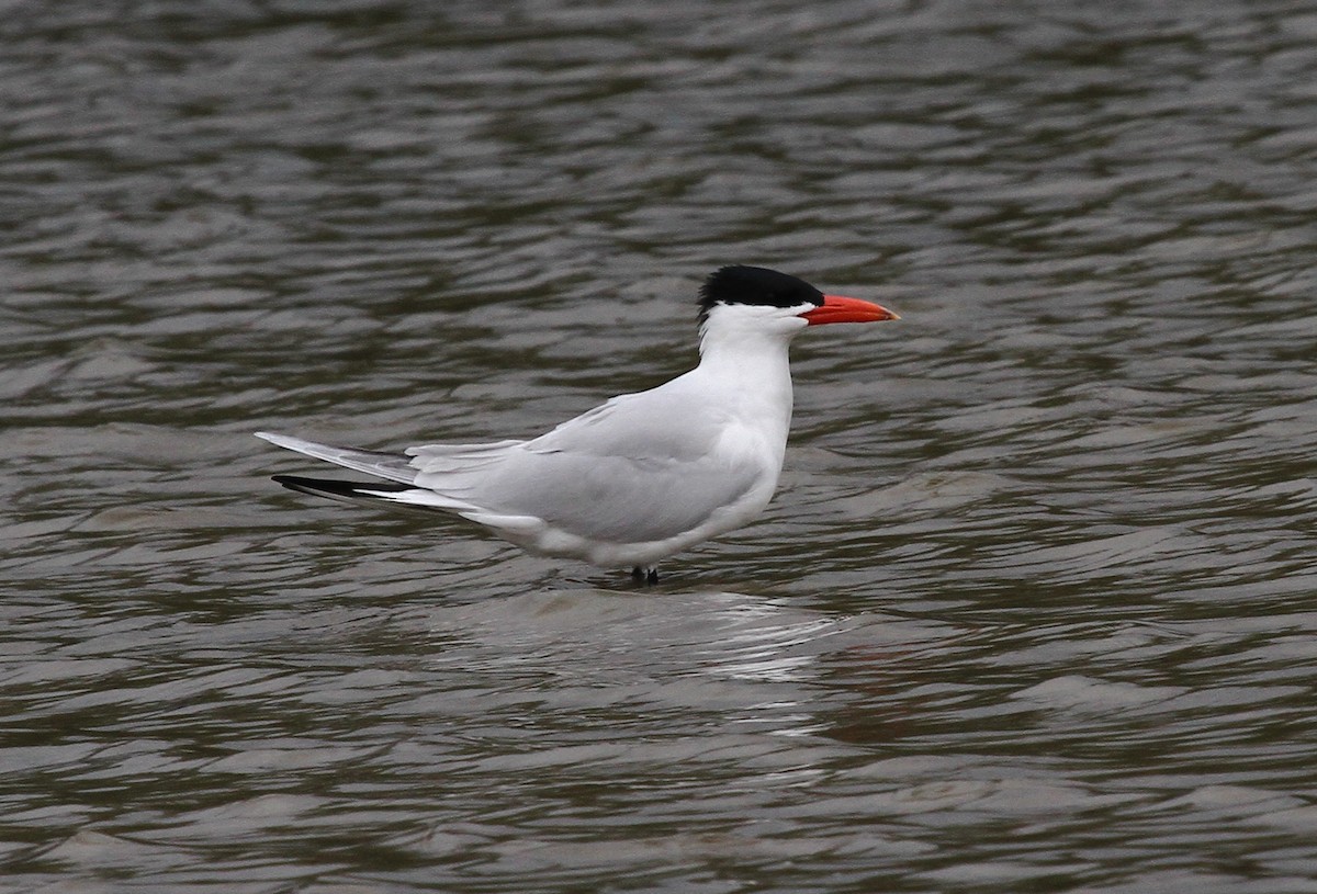 Caspian Tern - ML92190241