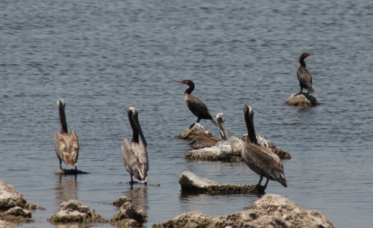 Double-crested Cormorant - ML92192651