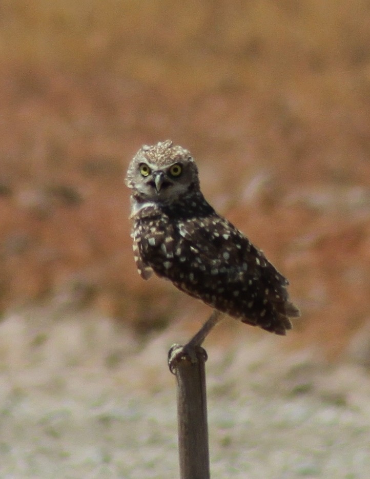 Burrowing Owl - Mark Hays