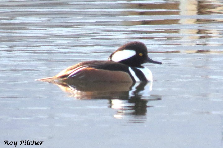 Hooded Merganser - ML92194021