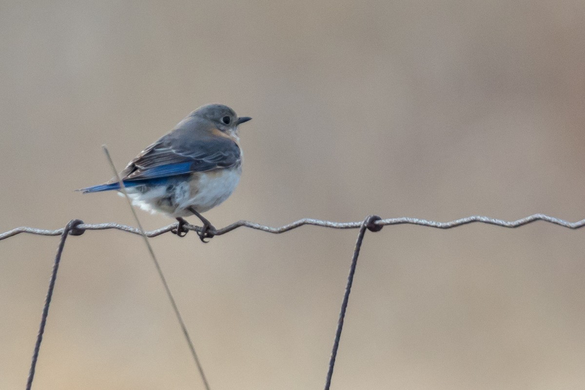 Eastern Bluebird - ML92194371