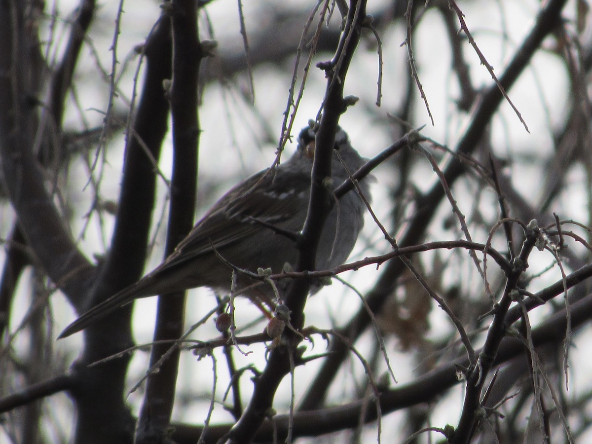 White-crowned Sparrow - ML92195151