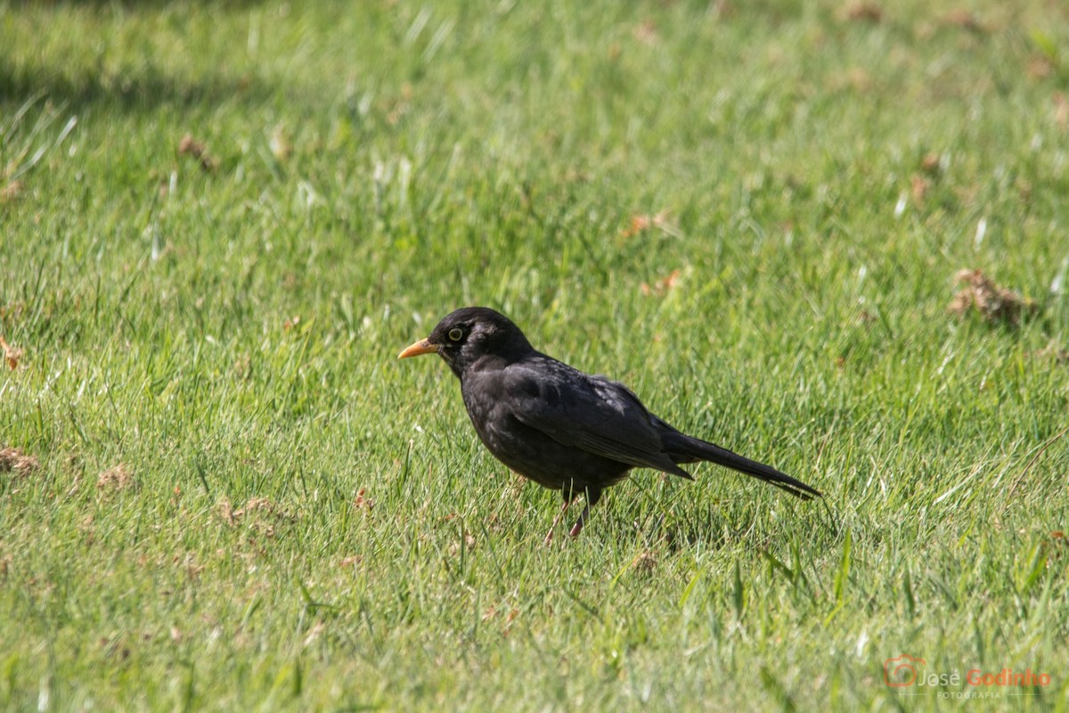 Eurasian Blackbird - ML92196491