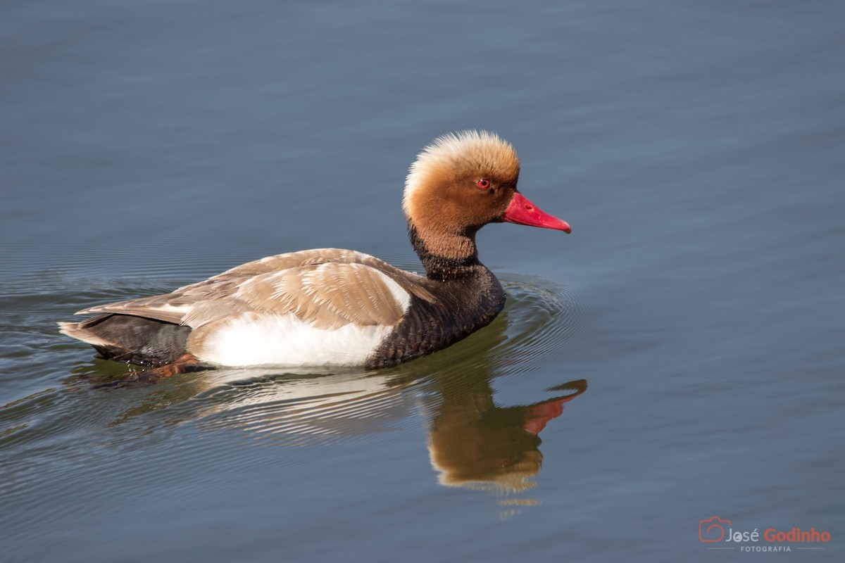 Red-crested Pochard - José Godinho
