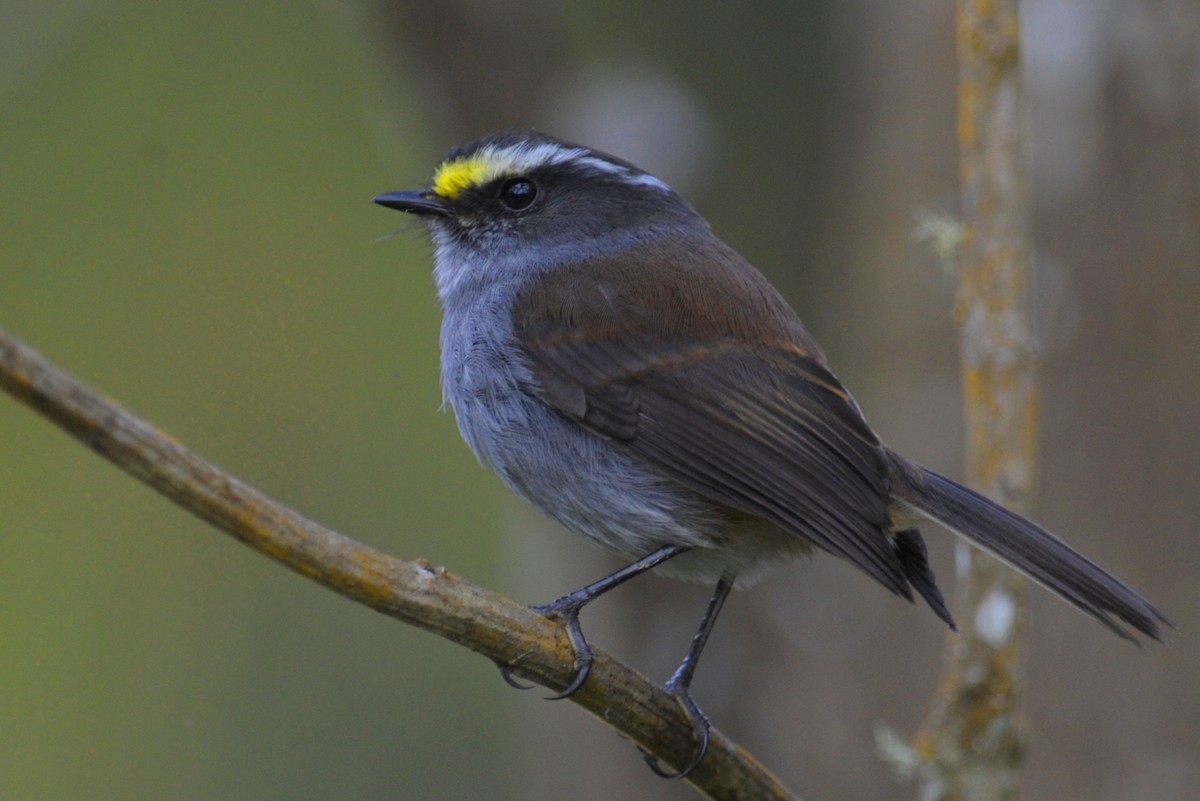 Crowned Chat-Tyrant - John Cahill xikanel.com