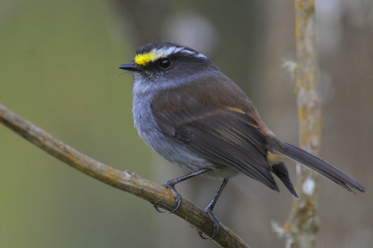 Crowned Chat-Tyrant - John Cahill xikanel.com