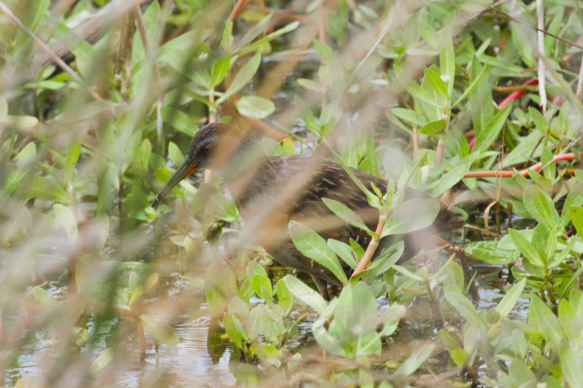 Virginia Rail - ML92199451