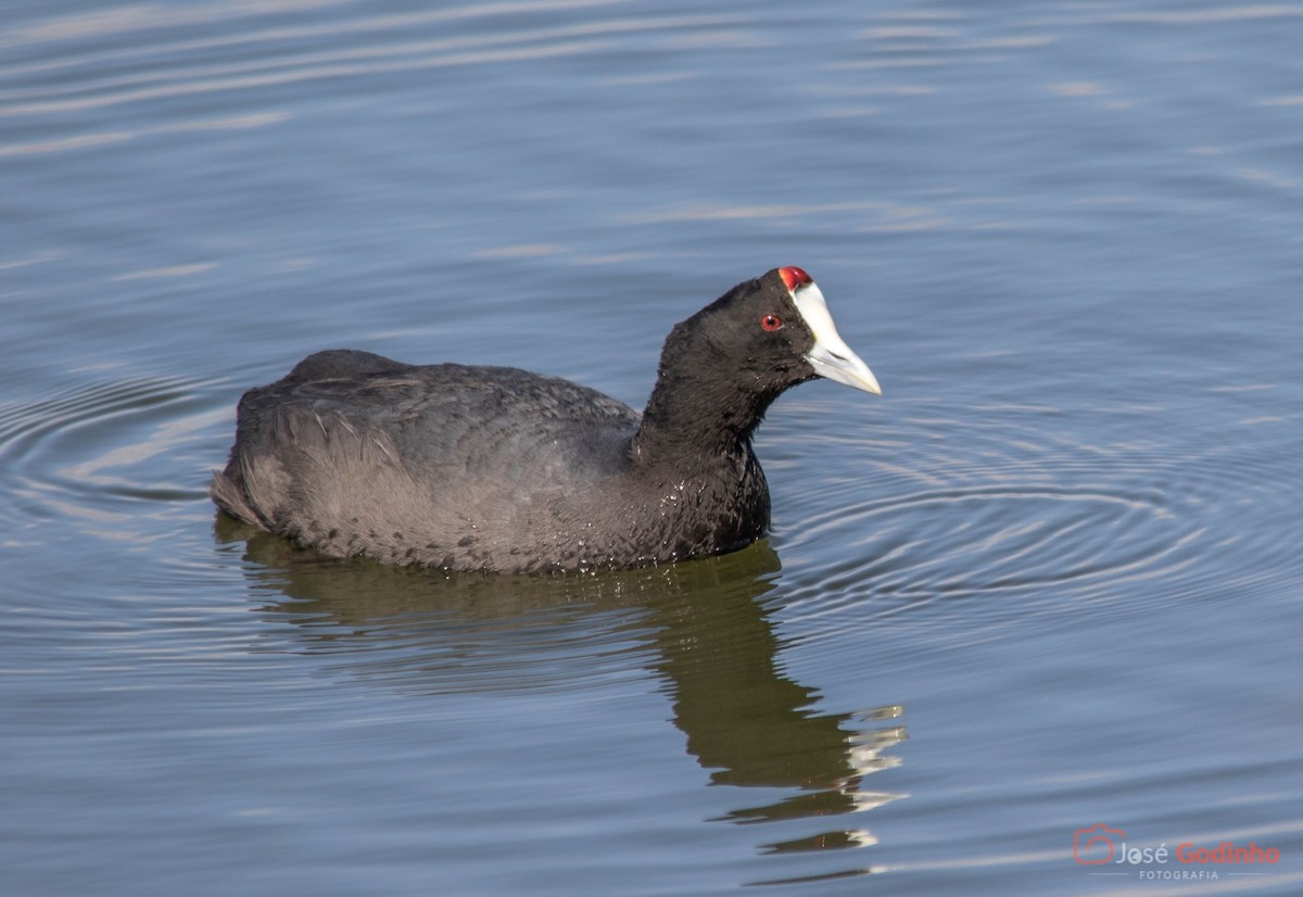 Red-knobbed Coot - José Godinho