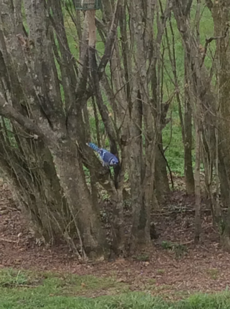 Blue Jay - Birdie Watcher