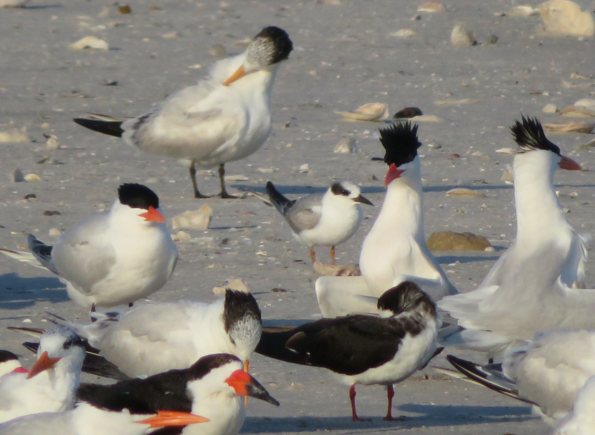 Forster's Tern - ML92202311