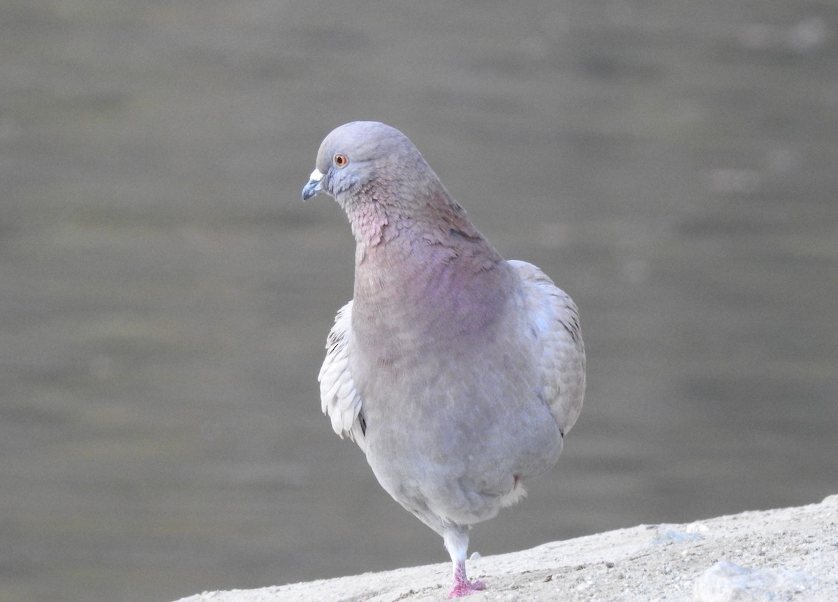 Rock Pigeon (Feral Pigeon) - ML92203521