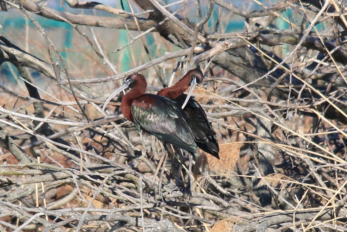 ibis hnědý - ML92205231