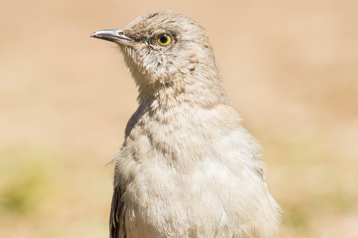 Northern Mockingbird - August Davidson-Onsgard