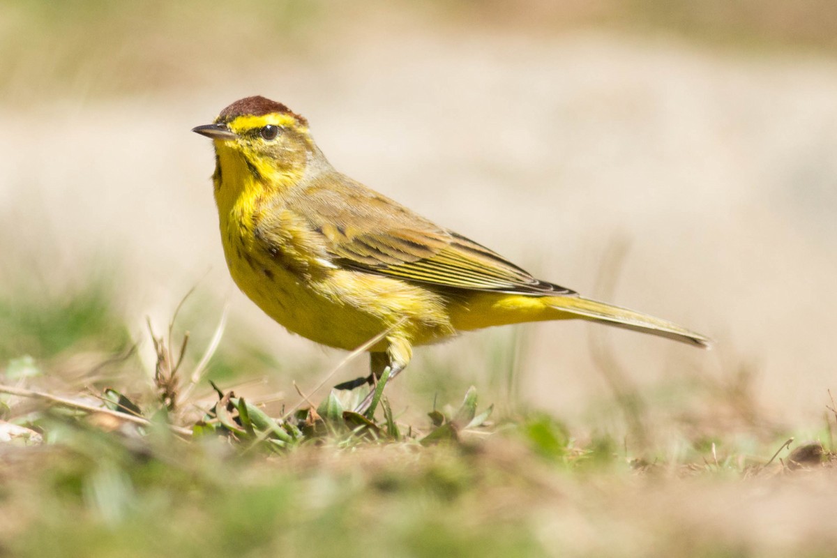 Palm Warbler - ML92207371