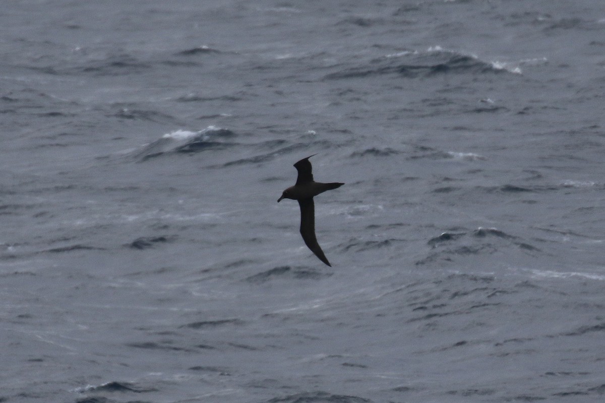 Sooty Albatross - ML92208201