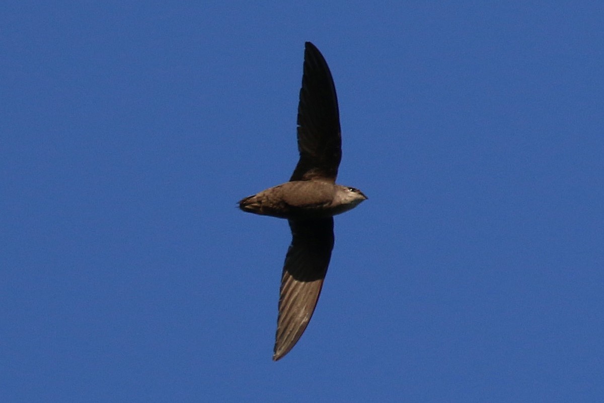 Chimney Swift - Aneil Shah