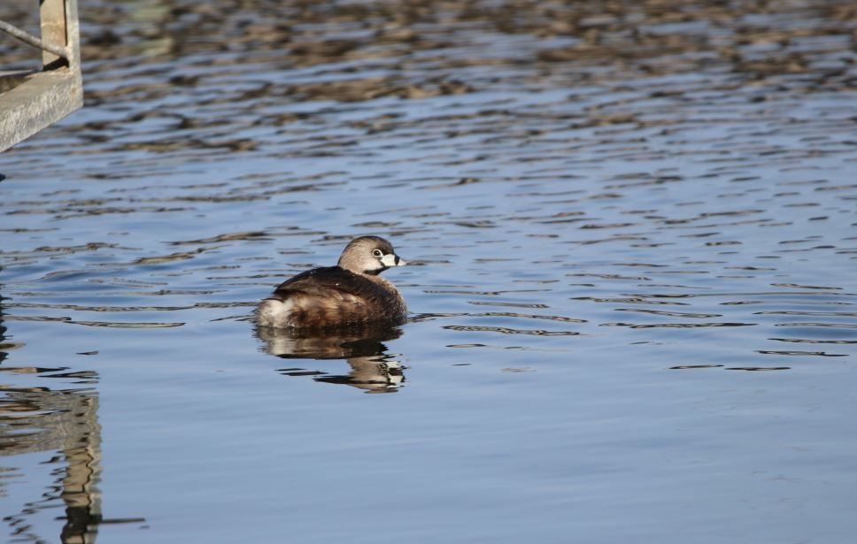 Pied-billed Grebe - Rick Luehrs