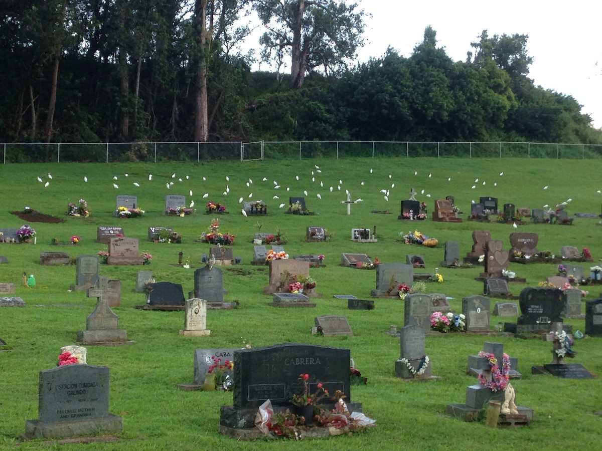 Western Cattle-Egret - ML92210461