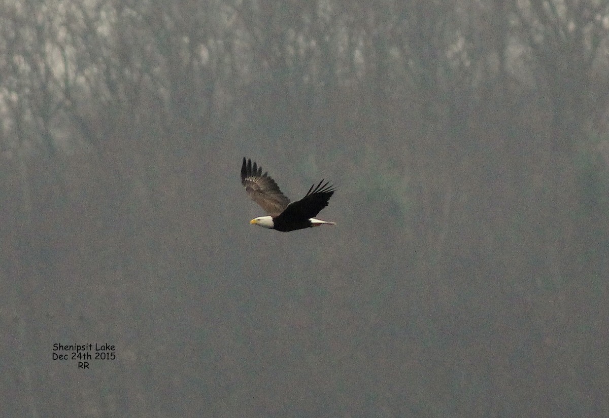 Bald Eagle - Rocky Rhoads