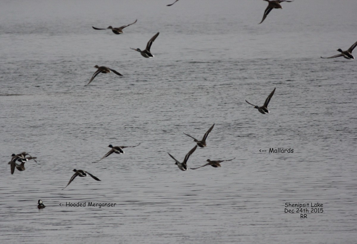 Canard colvert - ML92211091