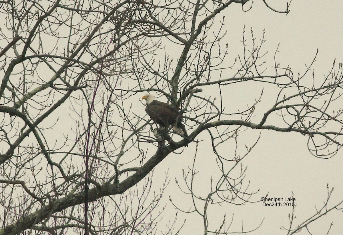 Bald Eagle - ML92211821