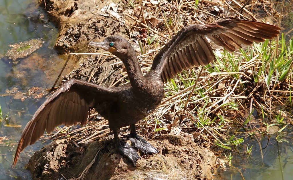 Neotropic Cormorant - ML92215331